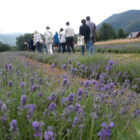 lavanda4-2013