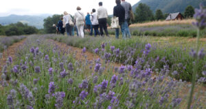 lavanda4-2013