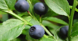 banner-borovnice