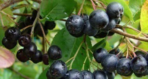 aronija