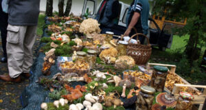 Festival gljiva i plodova jeseni- Stara Sušica 2016