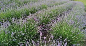 Dan lavande Dokmanovići/Moravice