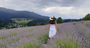 Dani lavande, Dokmanovići, Moravice