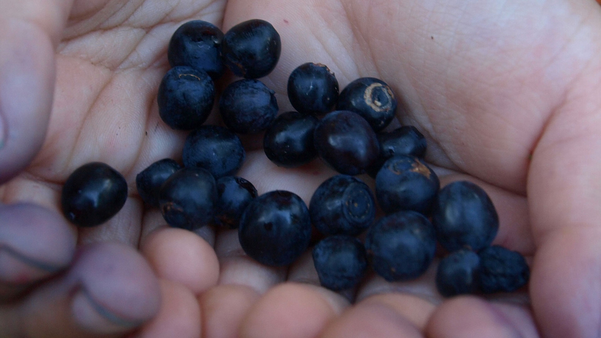 Dan borovnica u Ravnoj Gori