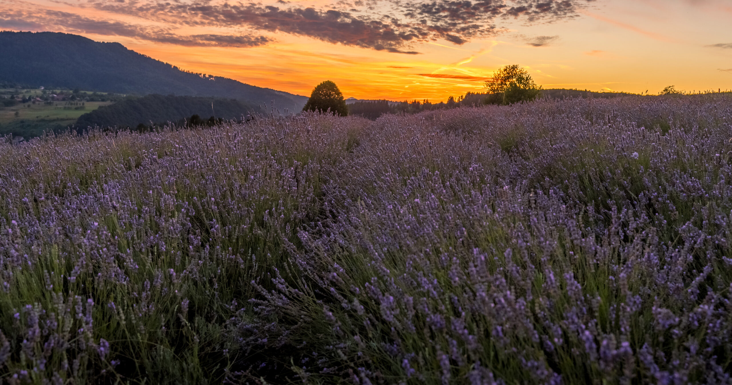 Dan lavande u Moravicama